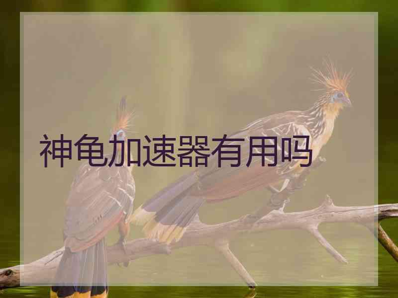 神龟加速器有用吗