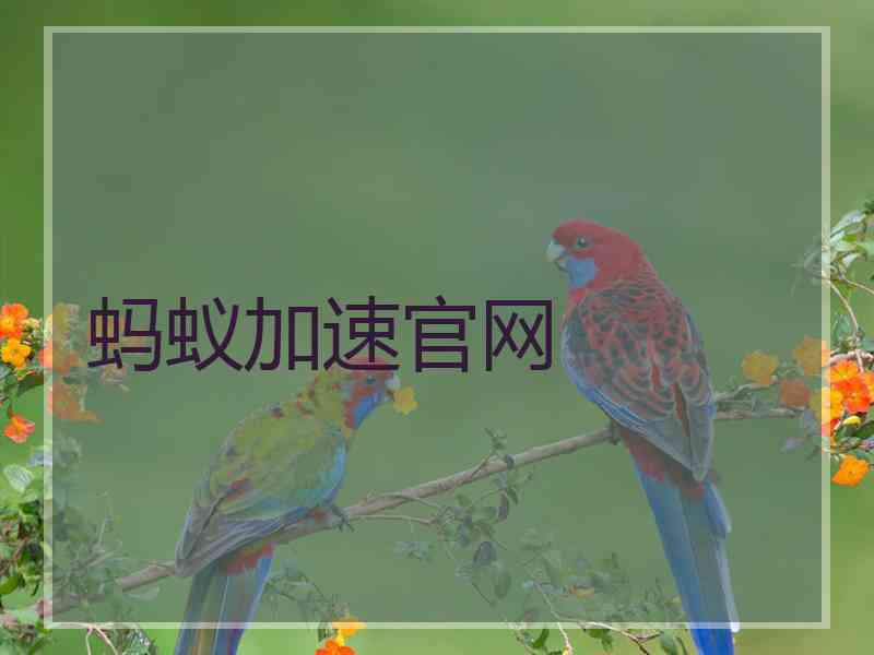 蚂蚁加速官网