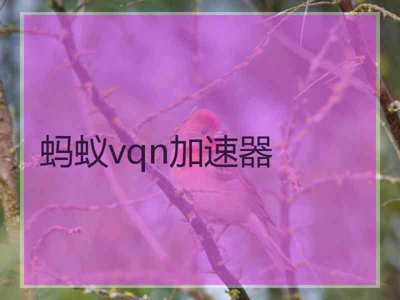 蚂蚁vqn加速器