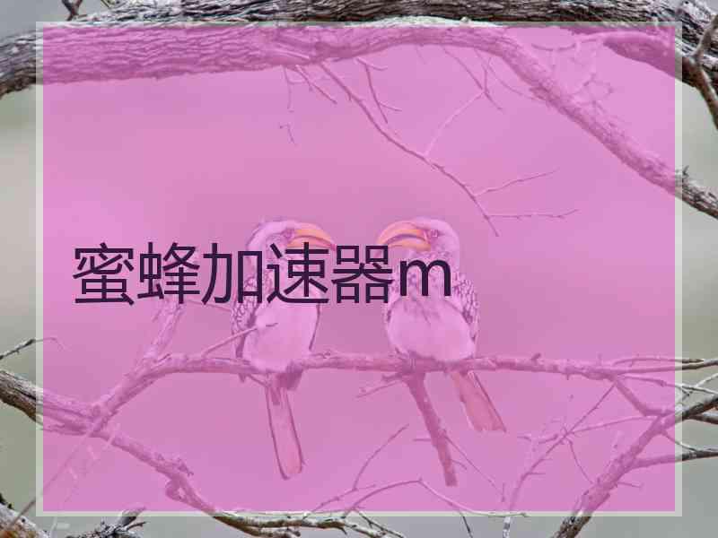 蜜蜂加速器m