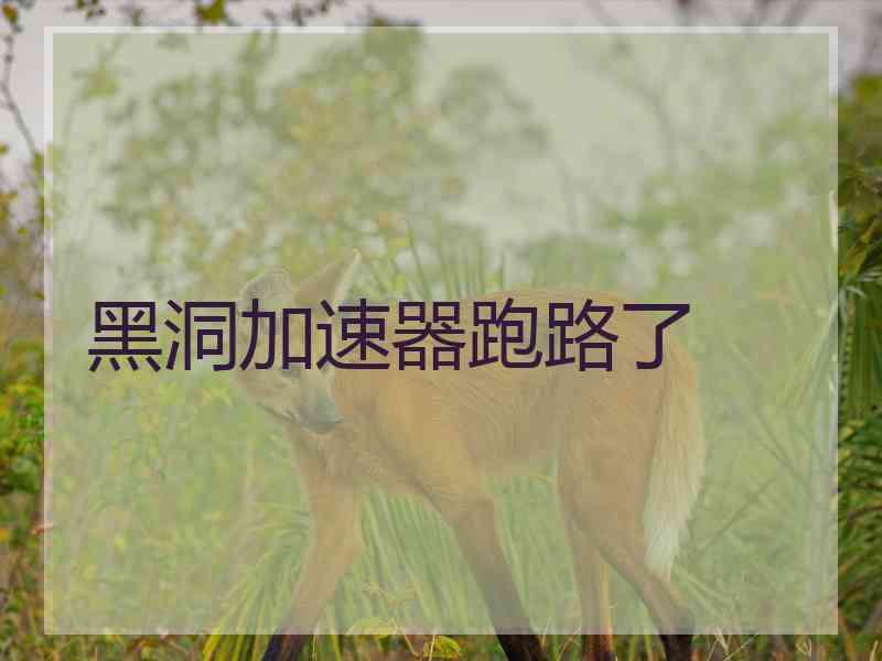 黑洞加速器跑路了