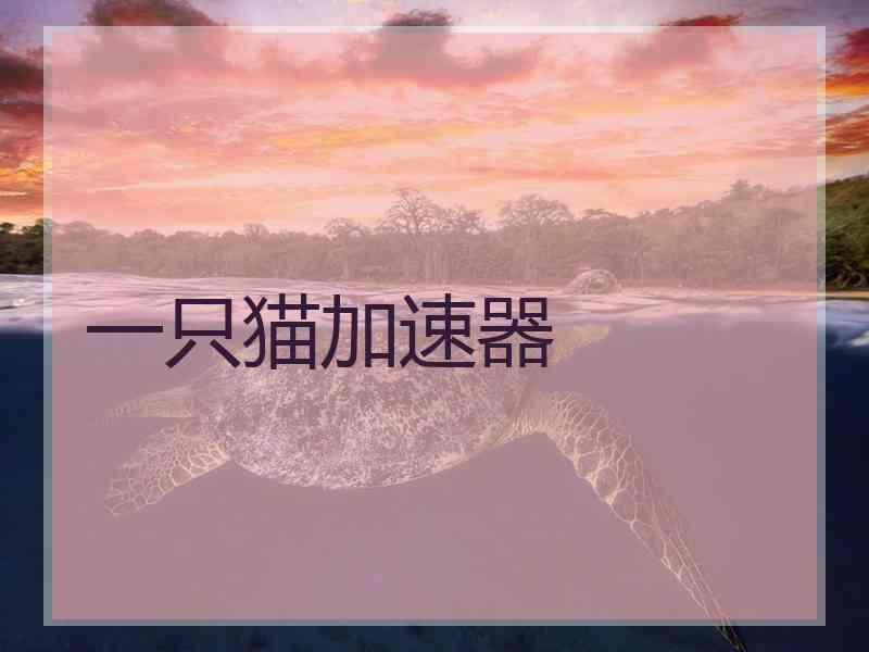 一只猫加速器