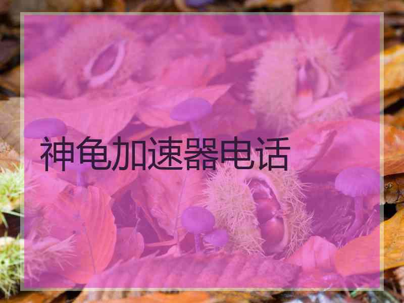 神龟加速器电话