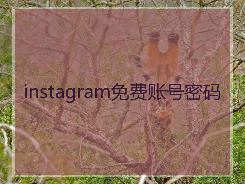 instagram免费账号密码