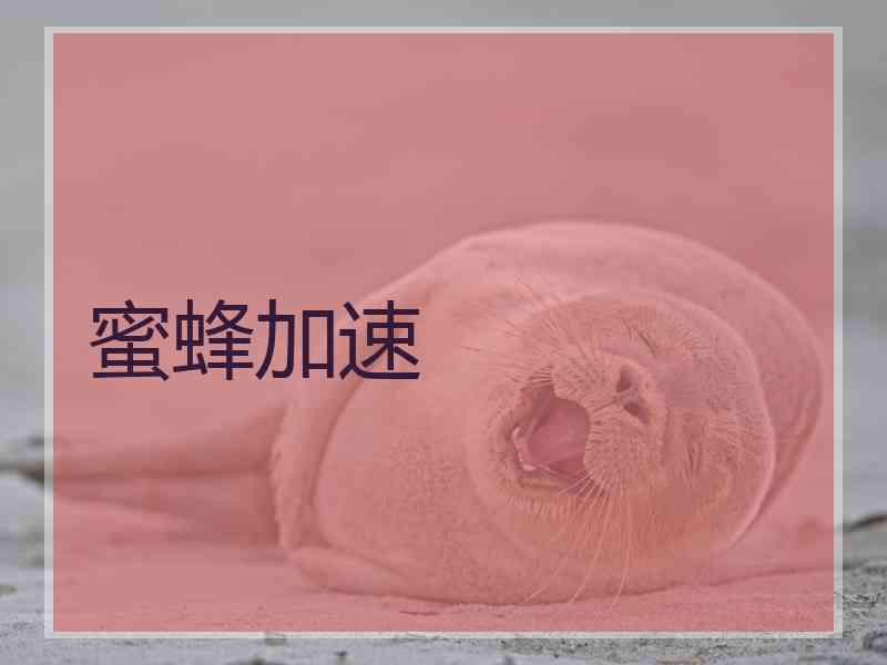 蜜蜂加速
