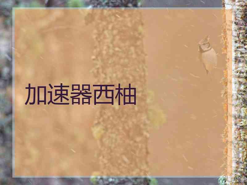 加速器西柚