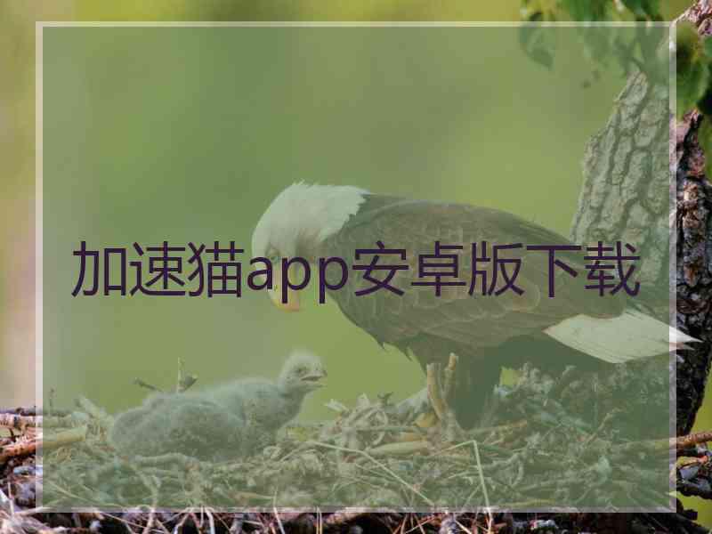 加速猫app安卓版下载