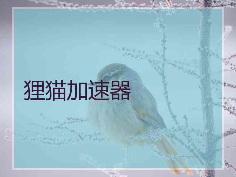 狸猫加速器